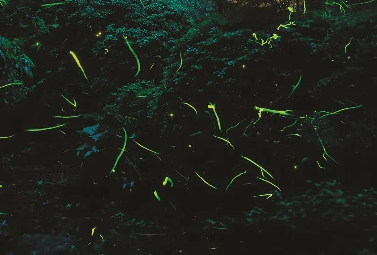 Genji fireflies glowing in the dark garden