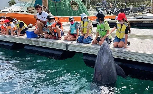 Children interacting with a dolphin at the resort