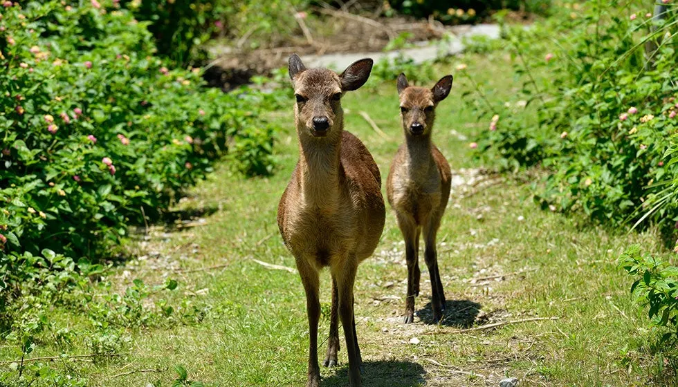 Two Kerama deer standing on a grassy path