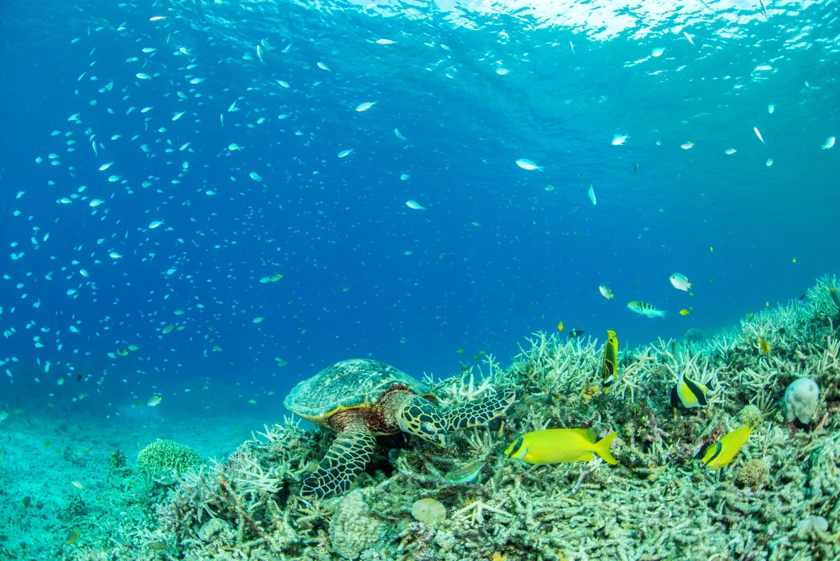 Sea turtle over a coral reef