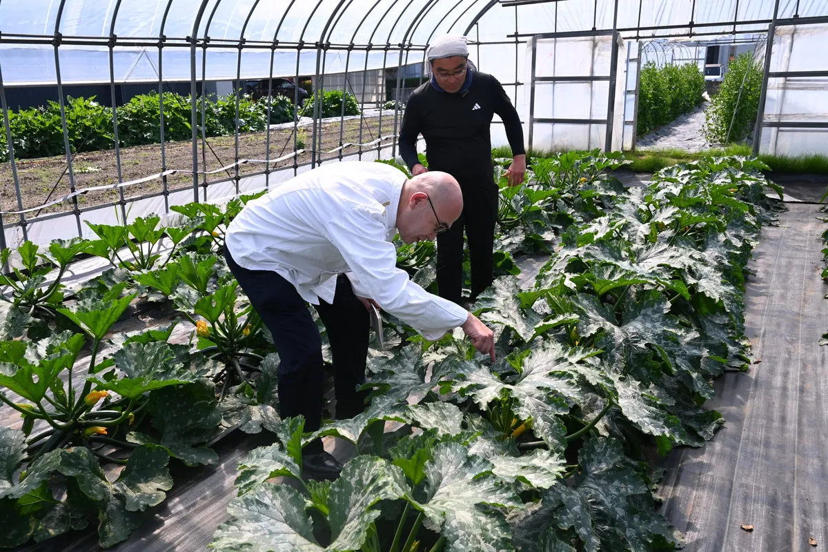Chef inspecting vegetables in a greenhouse