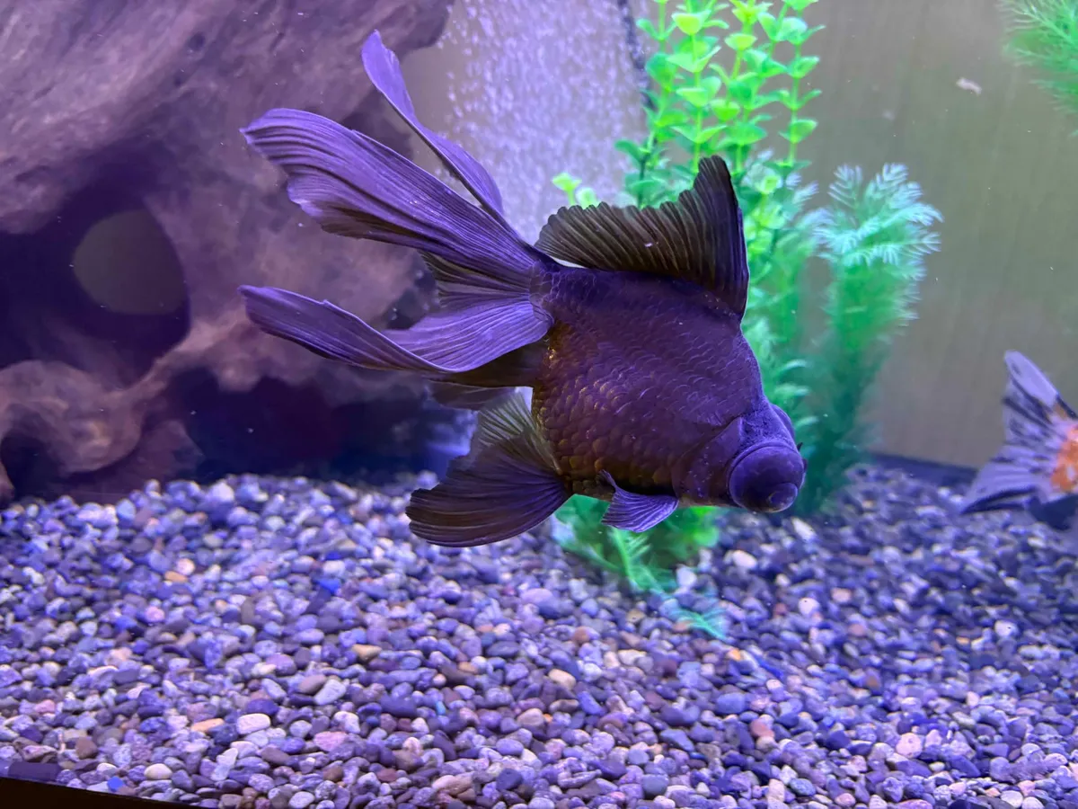 A dark-colored telescope-eye goldfish