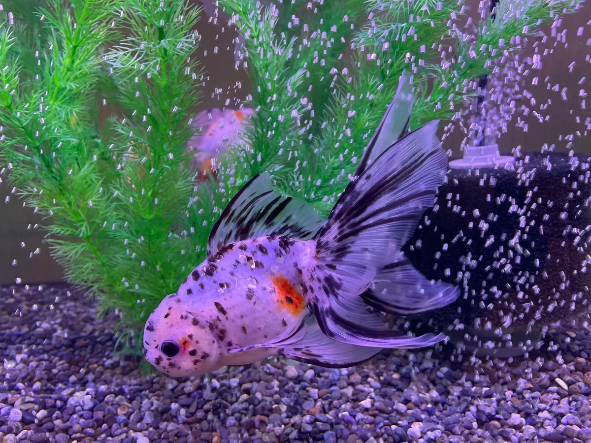 A calico-patterned goldfish swimming in the tank