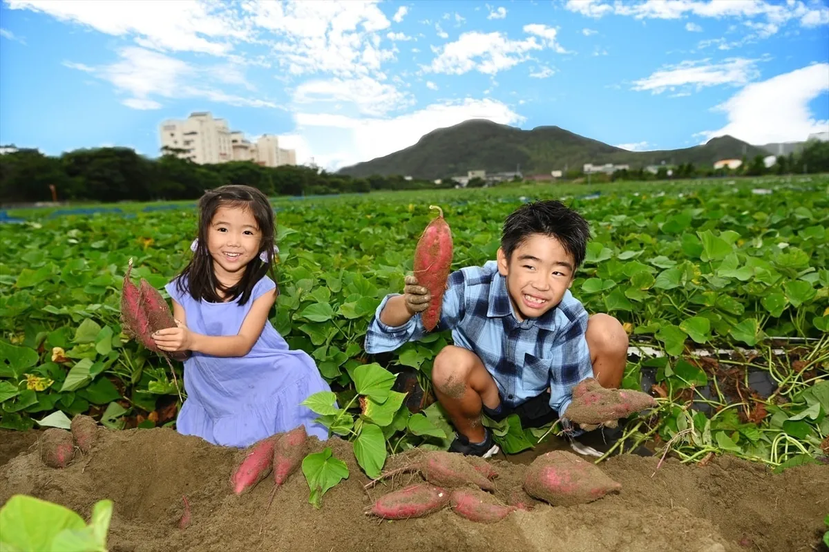 Children digging for sweet potatoes