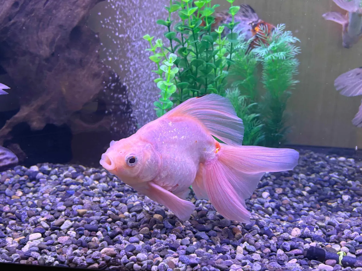 A pale pink goldfish with long flowing fins