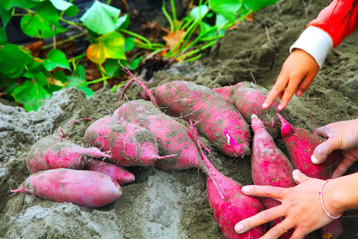 Freshly dug Naruto Kintoki sweet potatoes