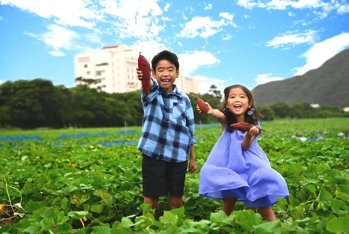 Children harvesting sweet potatoes in a field