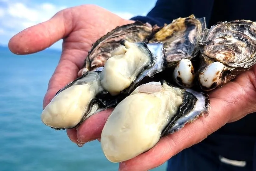 Fresh Nanao oysters held in hands