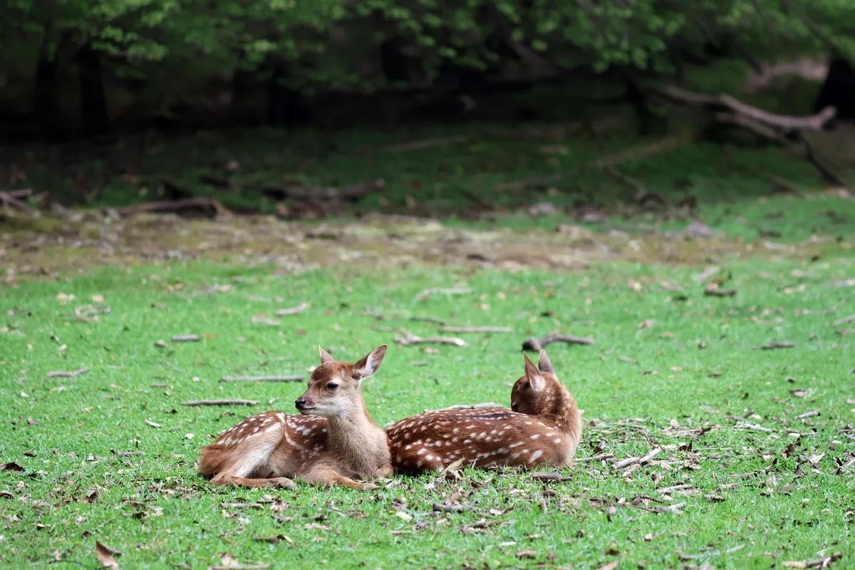 奈良公園中悠閒活動的鹿群